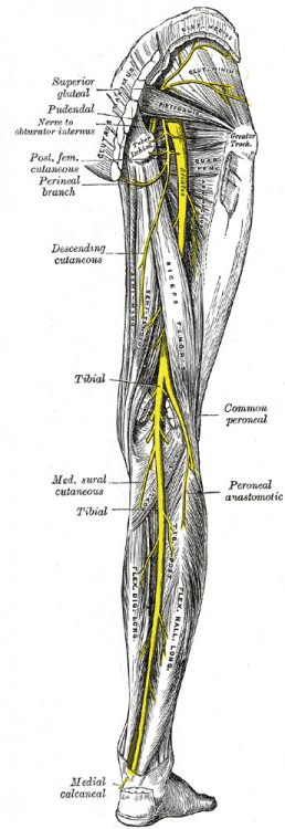leg Medence aszimmetria